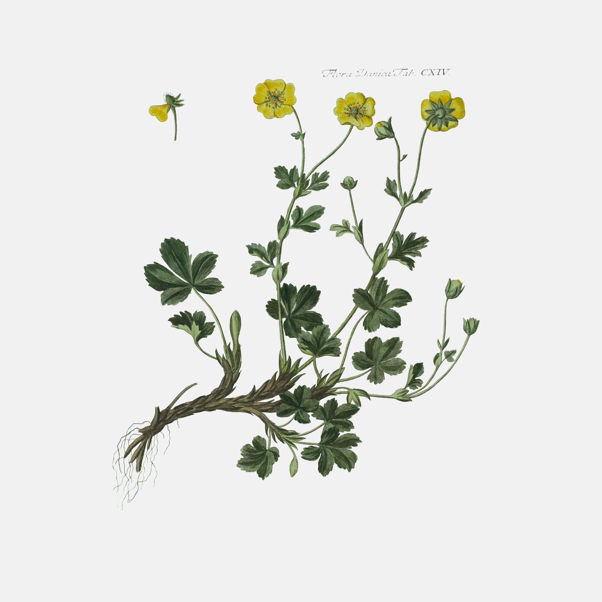 Flora Danica Denmark Blue Potentilla silketørklæde Small scarf Dark Blue