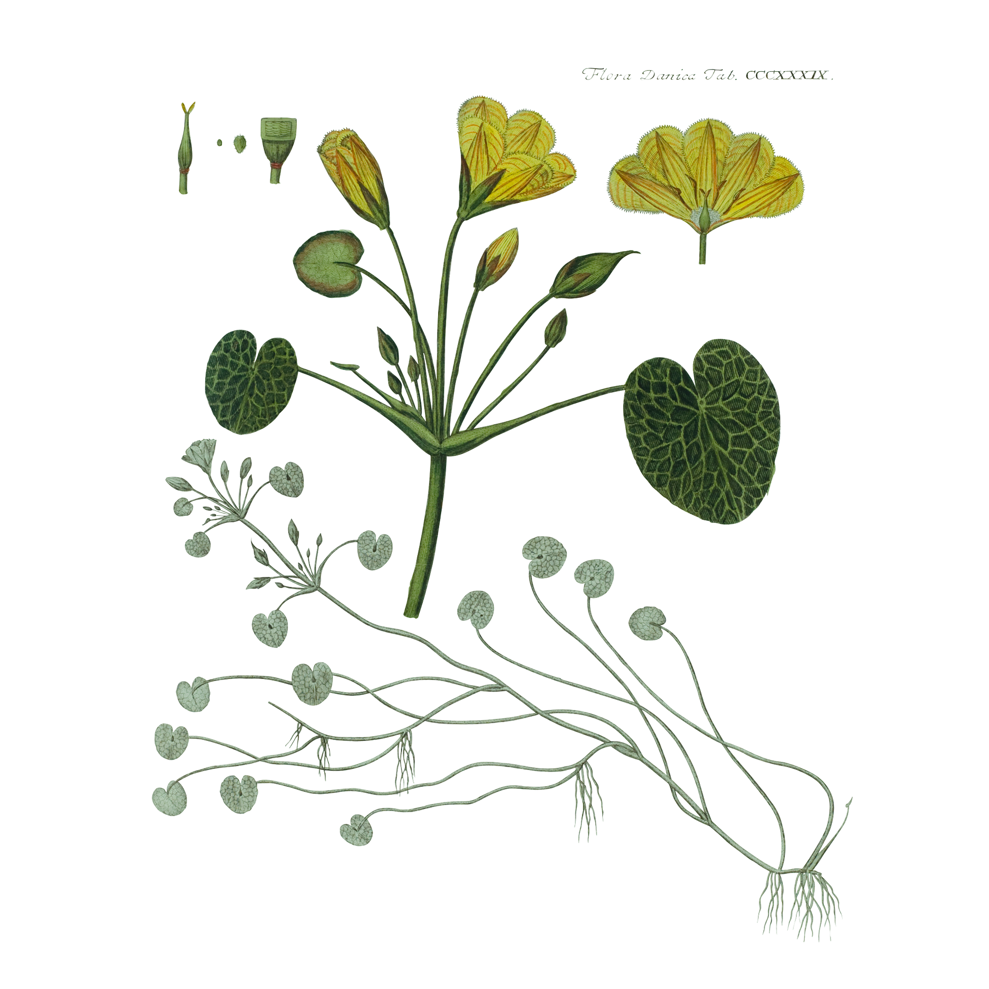 Flora Danica Denmark Candy Striped Blossom 53 silketørklæde Small scarf Candy Striped Blossom