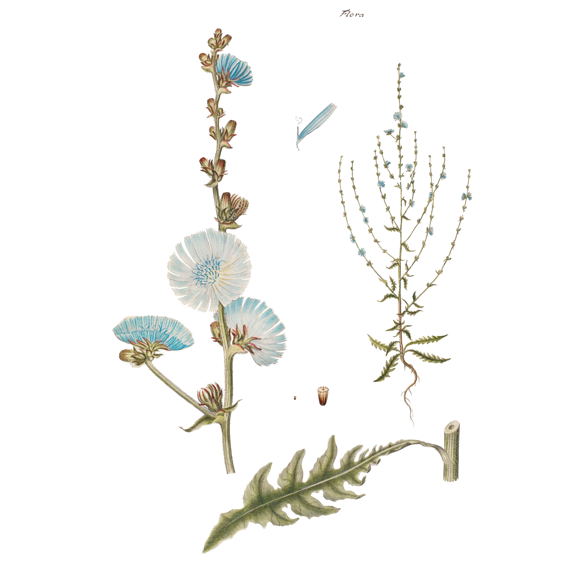 Flora Danica Denmark Coral Botanica 70 silketørklæde Medium Dobbeltsided scarf Coral Botanica scarf