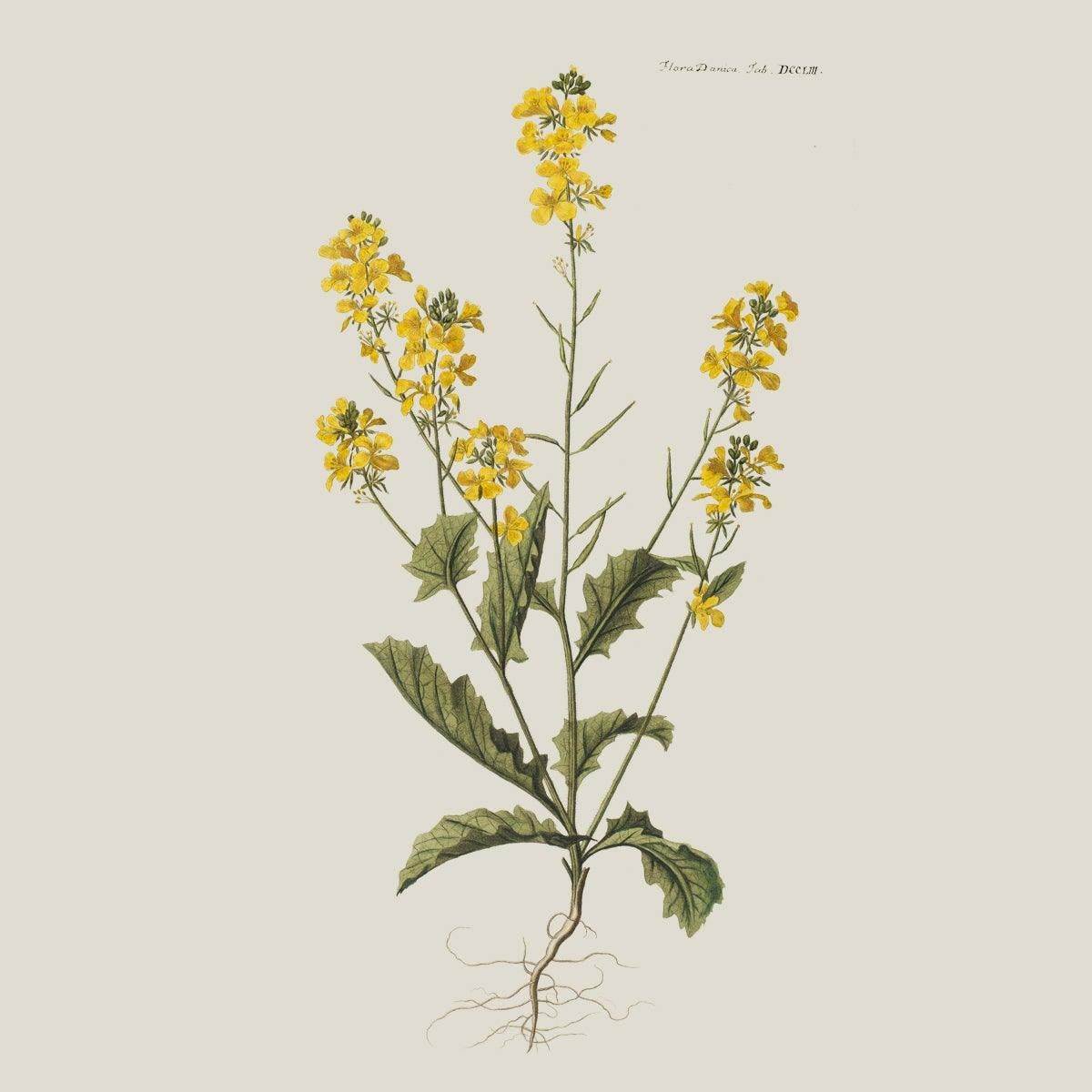 Flora Danica Denmark Coral Flora silketørklæde Large scarf Coral Flora