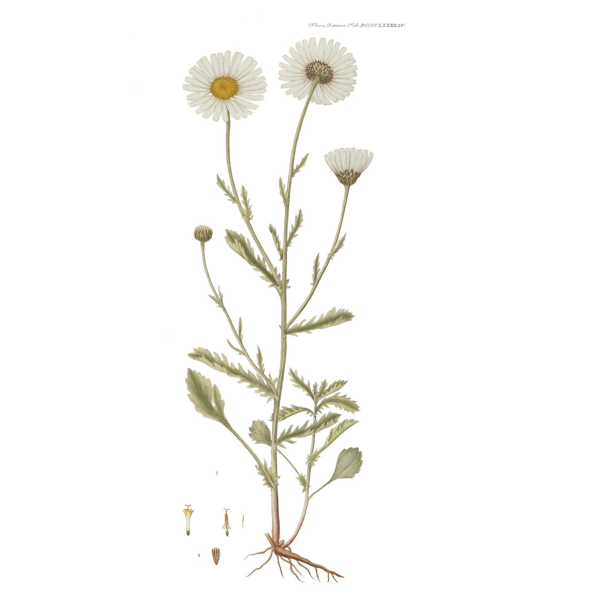 Flora Danica Denmark Four Square Daisy 70 silketørklæde Medium Dobbeltsided scarf Four Square Daisy Pink, Navy, Gray, off-white