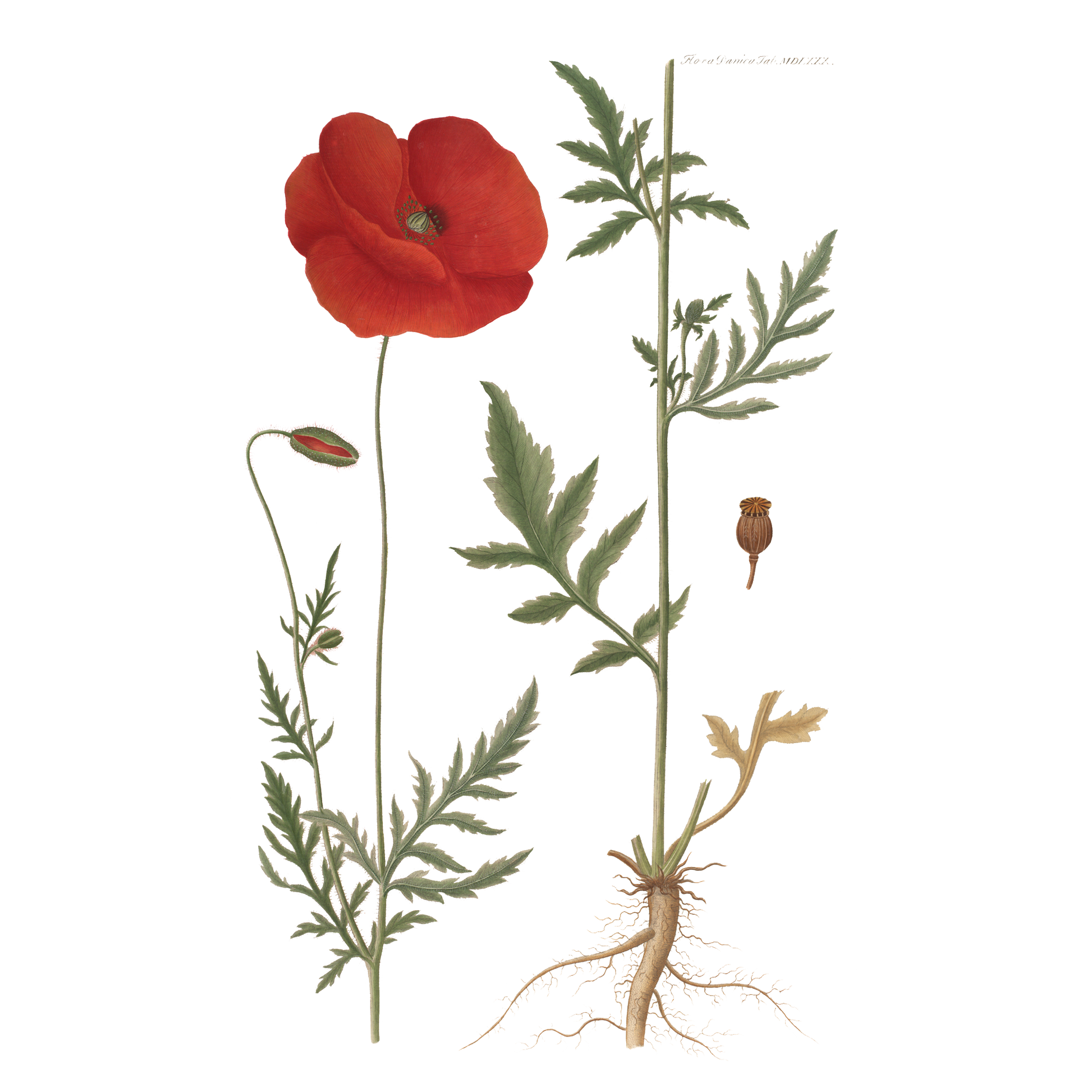 Flora Danica Denmark Four Square Poppy 70 silketørklæde Medium Dobbeltsided scarf Four Square Poppy