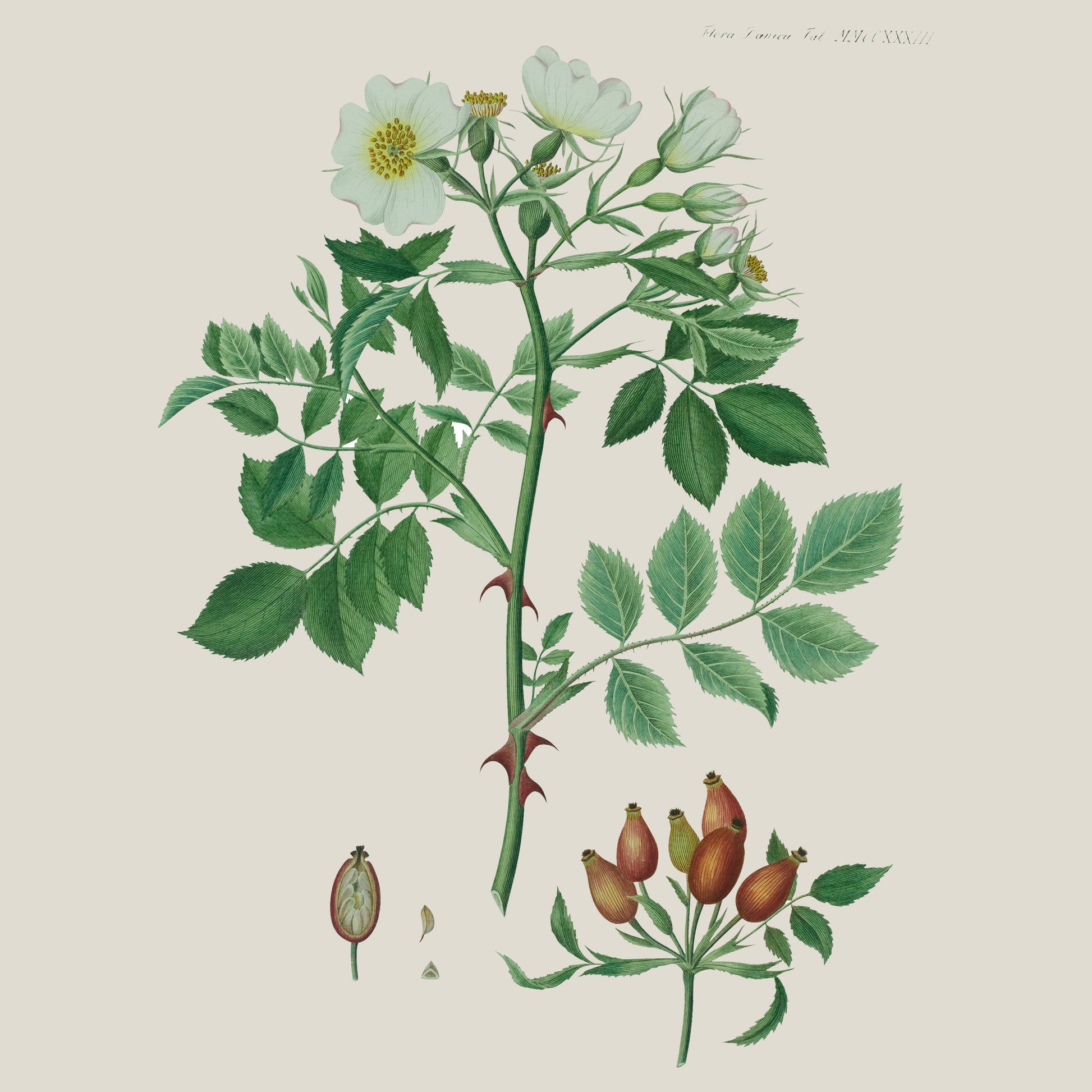 Flora Danica Denmark Optical Rose silketørklæde Large dobbeltsided scarf Optical Rose Black/Off-white