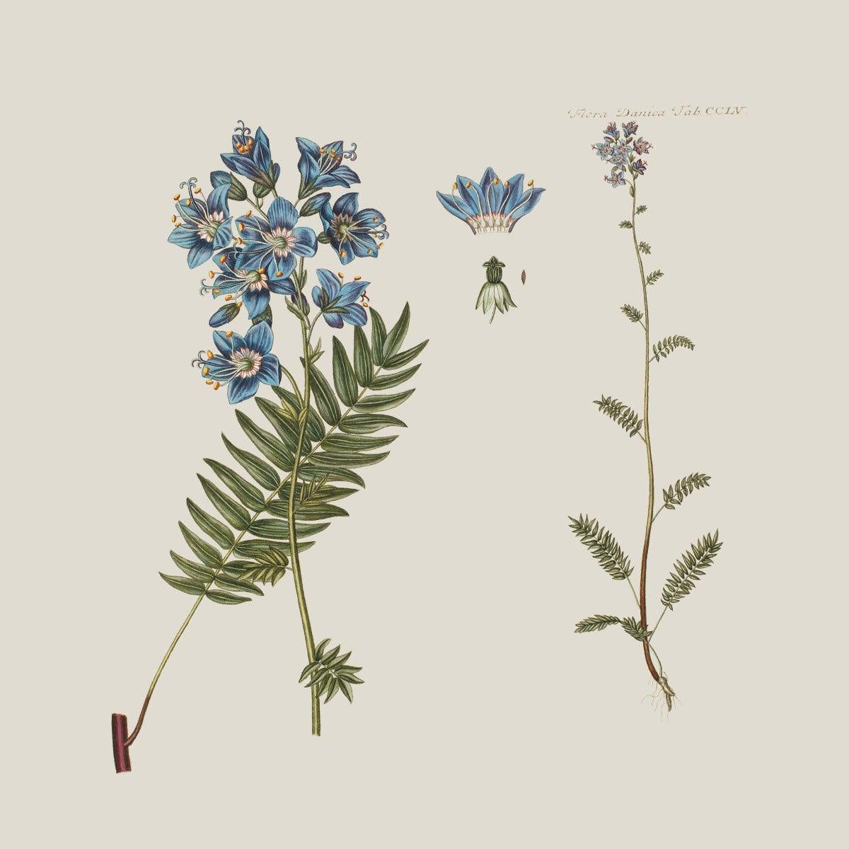 Flora Danica Denmark Royal Blue Striped silketørklæde Small scarf Royal Blue Striped