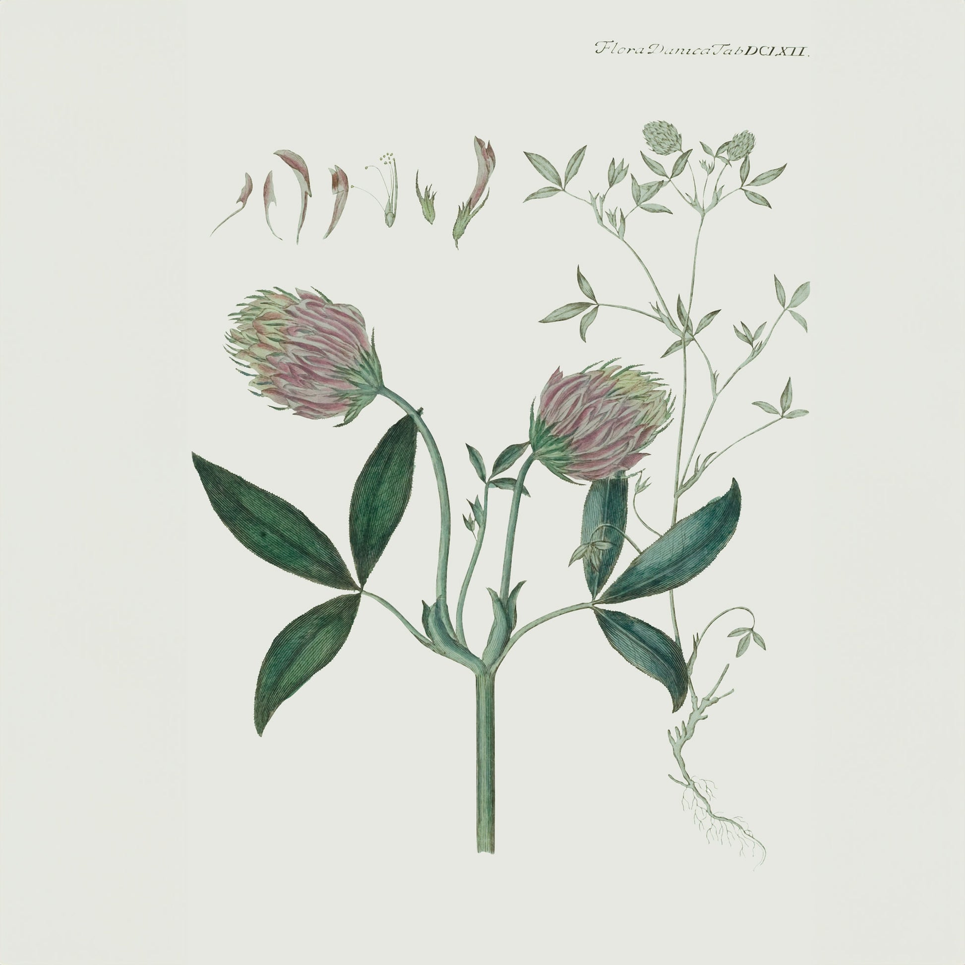 Flora Danica Denmark Trifolium silketørklæde Small scarf Trifolium off-black/yellow