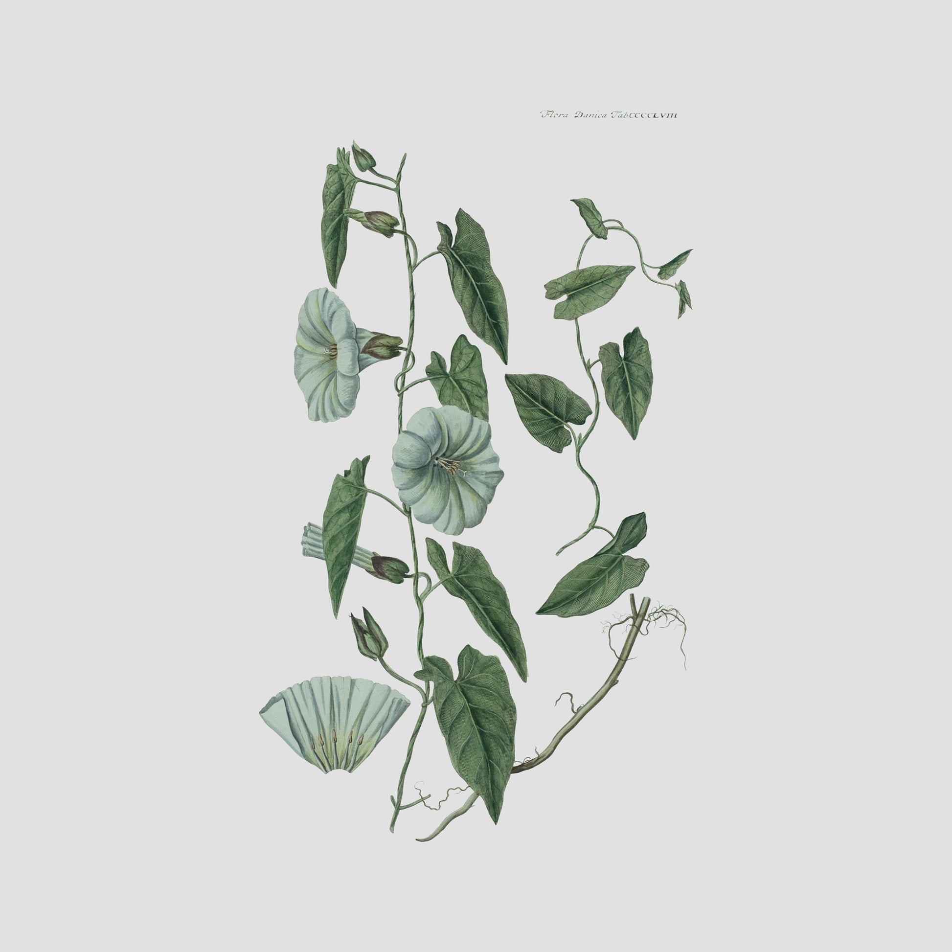 Flora Danica Denmark Violet Nightshade 90 silketørklæde Large scarf Violet-Nightshade purple