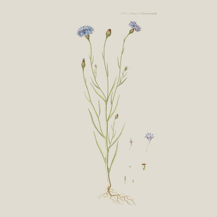 Blue Flower in The Grain silketørklæde - FLORA DANICA DENMARK